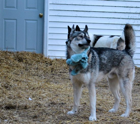 Izzy, Koozie, Keno, & Klutch ** UPDATED on 11-16-13** - Page 2 038