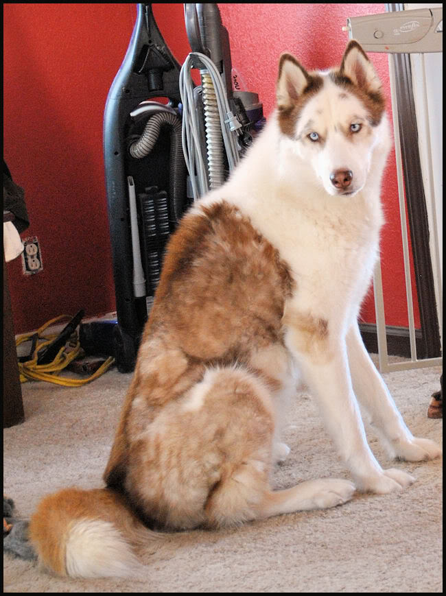 What unique markings does your Husky have? 270