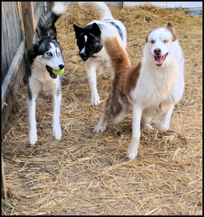 Izzy, Koozie, Keno, & Klutch ** UPDATED on 11-16-13** 20101211_230