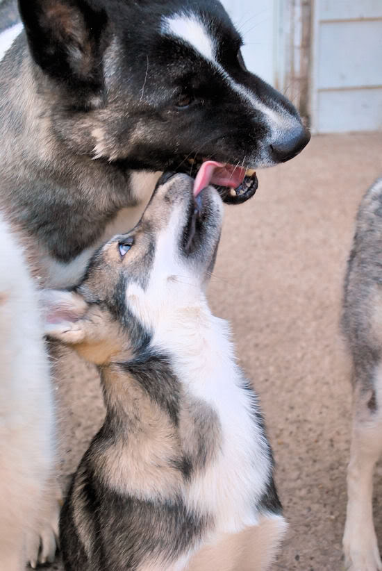 Izzy, Koozie, Keno, & Klutch ** UPDATED on 11-16-13** 152