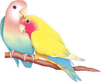 Câu chuyện tình yêu. Lovebirds1-1