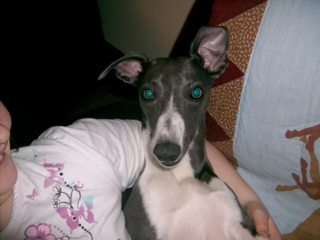 Kelly the Whippet! 006-10