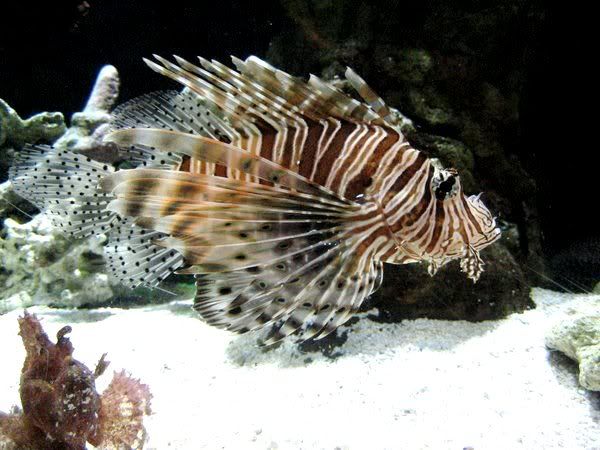 Photography- Lion_Fish_by_skeptist