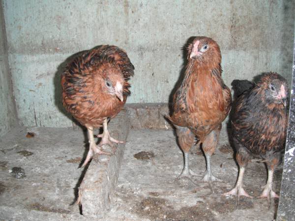 Feather sexing chicks? Threecockerels