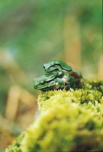 FOTOS Y NATURALISTAS RANAS