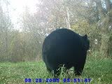 Our bear picture! 001