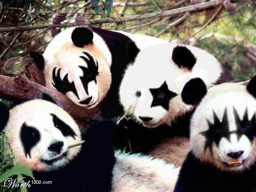 Humor ill. beteg dolgok - Page 10 Panda-kiss