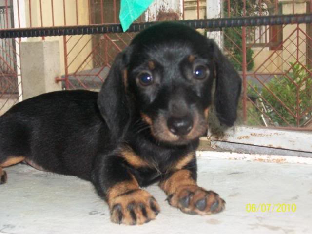 Dachshund for sale 100_2116