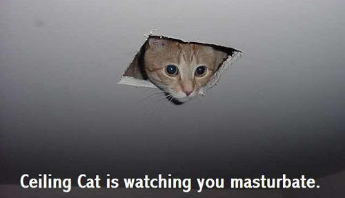 funny kitties CeilingCat