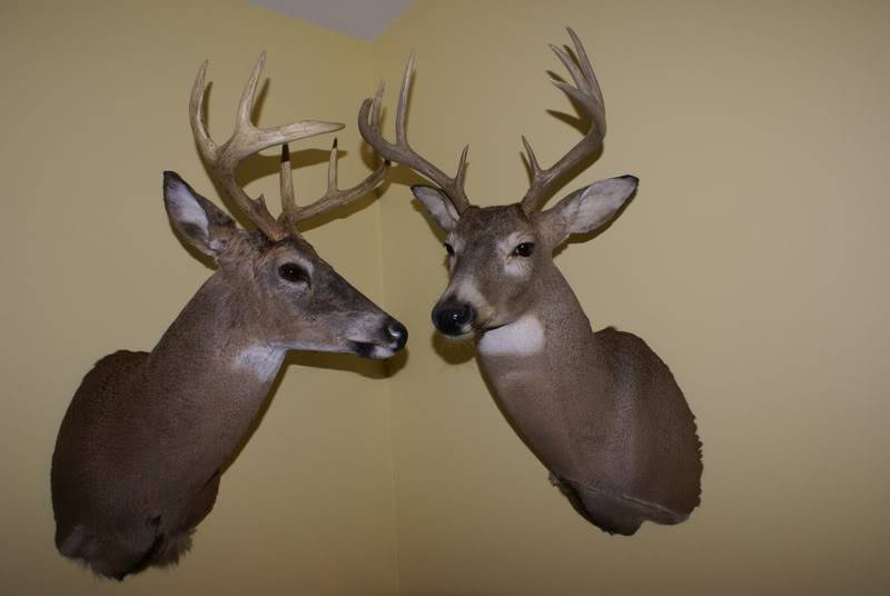 Lets see your deer mounts! DSC00015