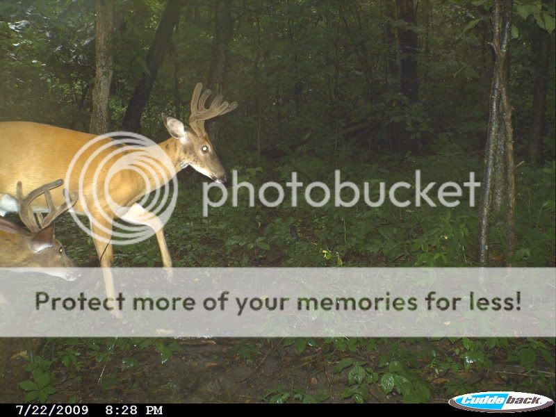 Trail cam 7-22 CDY_0025