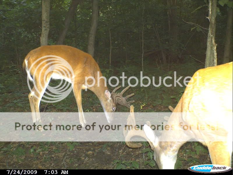 Area #52.....(Big Bucks)nice sequence CDY_0119