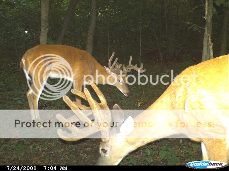 Area #52.....(Big Bucks)nice sequence CDY_0120