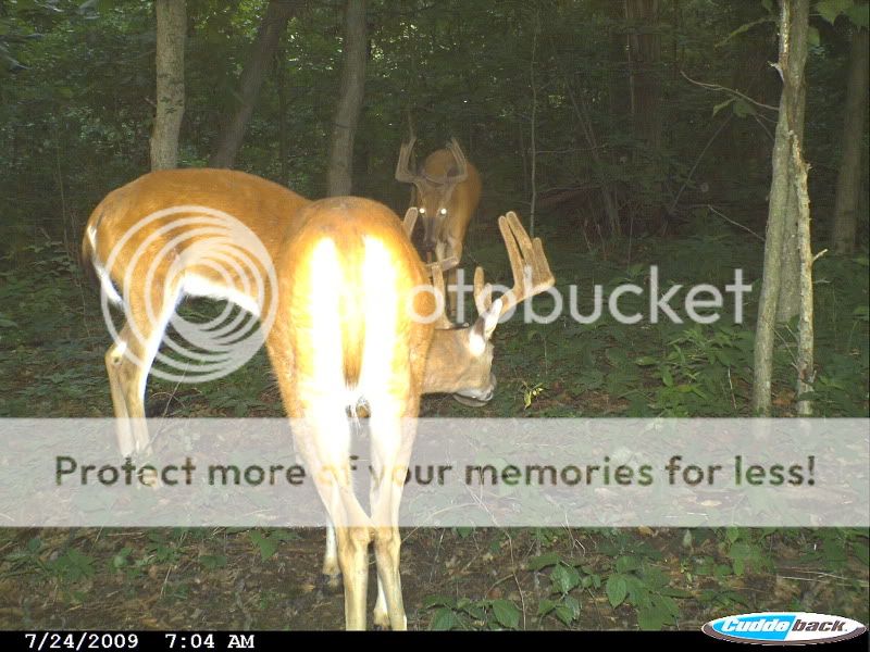 Area #52.....(Big Bucks)nice sequence CDY_0121