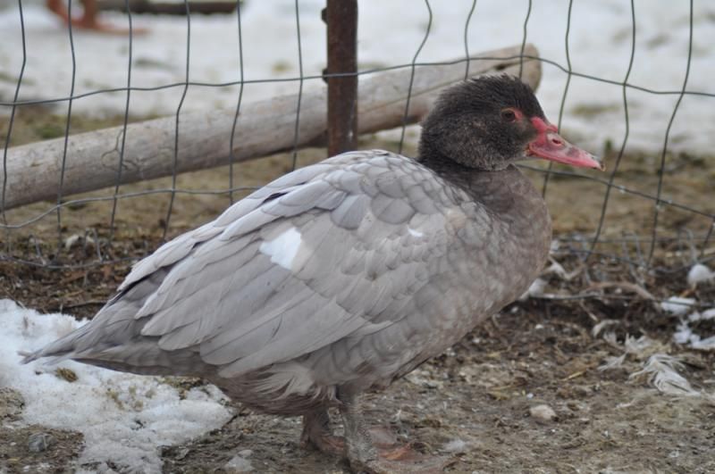 Waterfowl Nov 2013 Sheepandwaterfowl31_zps1f7ff47e