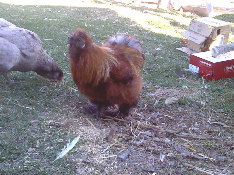 Silkie roo for sale- Cranbrook, BC Silkieroo-1