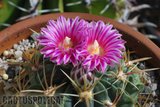 fero colour Th_Ferocactus_macrodiscus_0909a