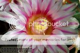 fero colour Th_Ferocactus_macrodiscus_0909e