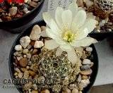 Stars & Stripes or Peanuts? Th_Echinopsis_ancistrophora_ssp_ara-2