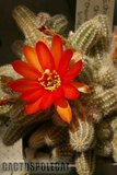 Some like a red Ferrari... Th_Echinopsis_chamaecereus_1208a