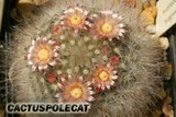 Sunshine Mamms Th_Mammillaria_bocasana_1008