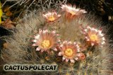 Sunshine Mamms Th_Mammillaria_bocasana_1008b