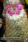 Mammillarian friends.. Th_Mammillaria_bonbycina_0908