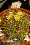 Sunshine Mamms Th_Mammillaria_brandegeei_glareosa_100