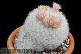 Even more nice Mamms Th_Mammillaria_candida_1009a