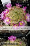 Wet spring, but still got flowers. Th_Mammillaria_carmenae_pink_0909