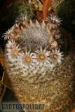 Sunshine Mamms Th_Mammillaria_chionocephala_1008c