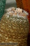 Sunshine Mamms Th_Mammillaria_chionocephala_1008d