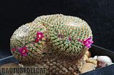 Even more nice Mamms Th_Mammillaria_crucigera_1009a