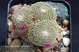 Even more nice Mamms Th_Mammillaria_crucigera_1009b