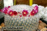 Mammillarian friends.. Th_Mammillaria_elegans_0908