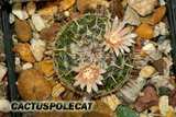 Sunshine Mamms Th_Mammillaria_formosa_1008