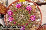 Mammillarian friends.. Th_Mammillaria_ginsamaru_0908