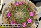 Mammillarian friends.. Th_Mammillaria_ginsamaru_0908b