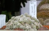 Mammillarian friends.. Th_Mammillaria_gracilis_0908