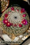 Mammillarian friends.. Th_Mammillaria_haageana_0908