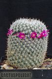 Even more nice Mamms Th_Mammillaria_haageana_1009a