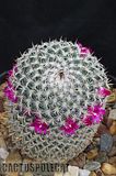 Even more nice Mamms Th_Mammillaria_haageana_1009b