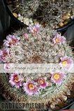 Wet spring, but still got flowers. Th_Mammillaria_jaliscana_0909