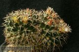 Sunshine Mamms Th_Mammillaria_karwinskiana_1108a