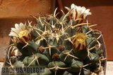 Sunshine Mamms Th_Mammillaria_magnimamma_1008d