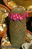 Sunshine Mamms Th_Mammillaria_matudae_1008a