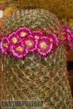 Sunshine Mamms Th_Mammillaria_matudae_1008b