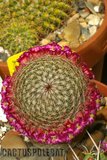 Sunshine Mamms Th_Mammillaria_matudae_1008c