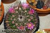 More Mammillarian friends... Th_Mammillaria_melanocentra_1008b