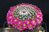 Even more nice Mamms Th_Mammillaria_mystax_1009a